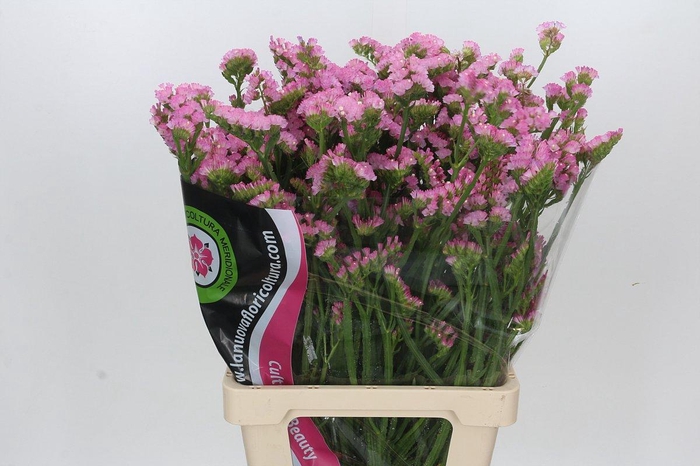 <h4>Limonium Statice Pink Light</h4>