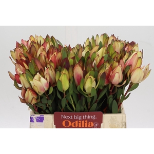 Leucadendron Senorita