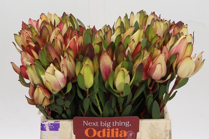 <h4>Leucadendron Senorita</h4>