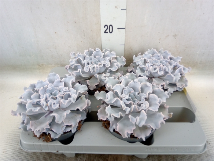 <h4>Echeveria   ...</h4>