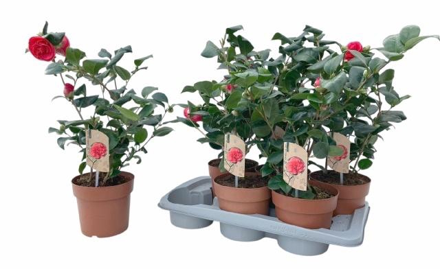 <h4>CAME J LADY CAMPBEL</h4>