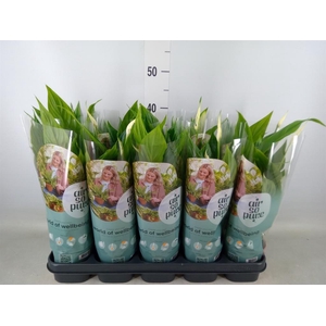 Spathiphyllum  'Torelli'