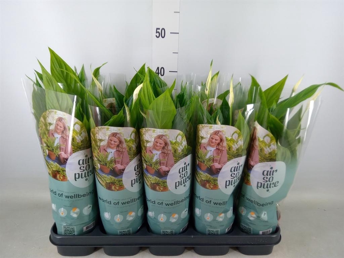 <h4>Spathiphyllum  'Torelli'</h4>