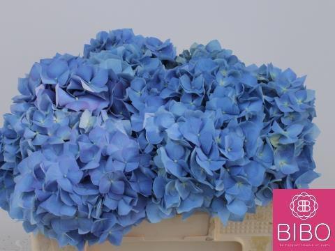 <h4>HYDR M CH PIMPERNEL</h4>