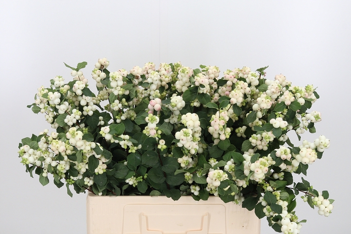 <h4>Sympho Mag Aut Blush</h4>