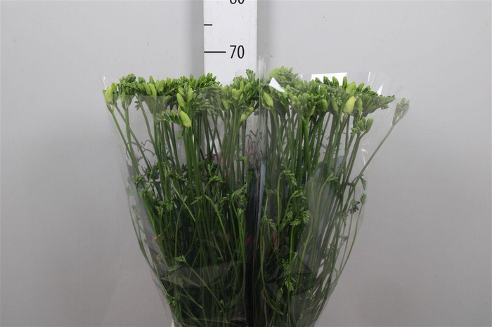 <h4>Fr En Ambiance</h4>