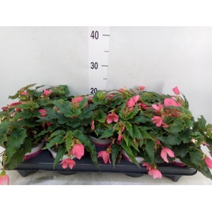 Begonia boliv. 'Dreams Hot Pink'