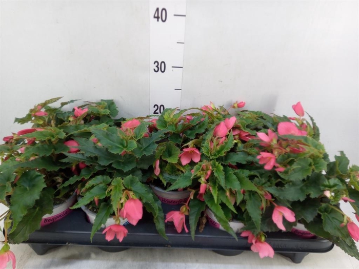 <h4>Begonia boliv. 'Dreams Hot Pink'</h4>
