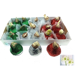 BLOEMBOL HIPPEASTRUM