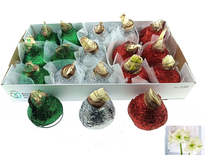 <h4>BLOEMBOL HIPPEASTRUM</h4>