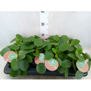 Pilea peperomoides