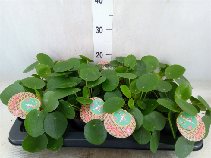 <h4>Pilea peperomoides</h4>