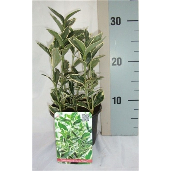 <h4>Euonymus japonicus 'Bravo'</h4>
