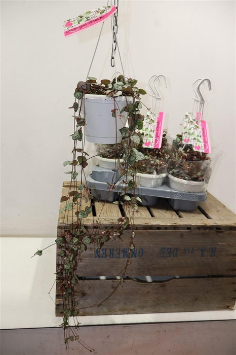 <h4>arr8 Ceropegia Woodii Sup</h4>