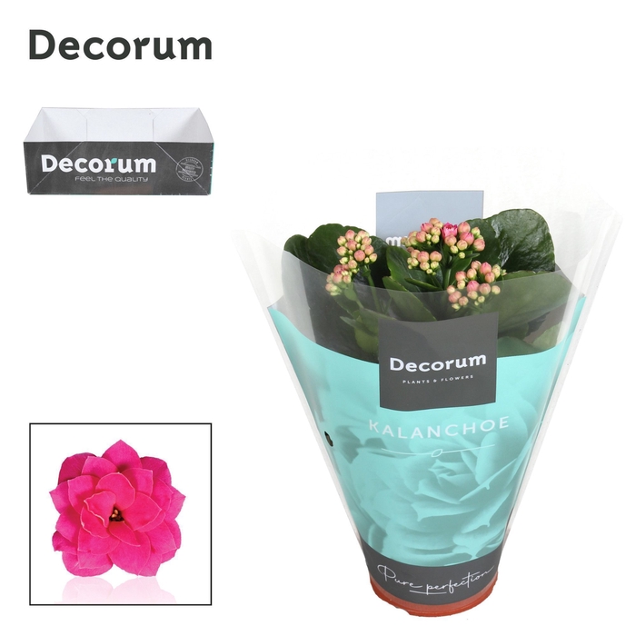 <h4>Kalanchoe Decorum - Purple</h4>