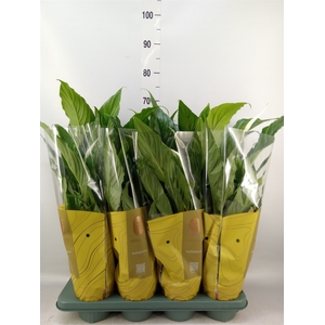 Spathiphyllum  'Sweet Chico'