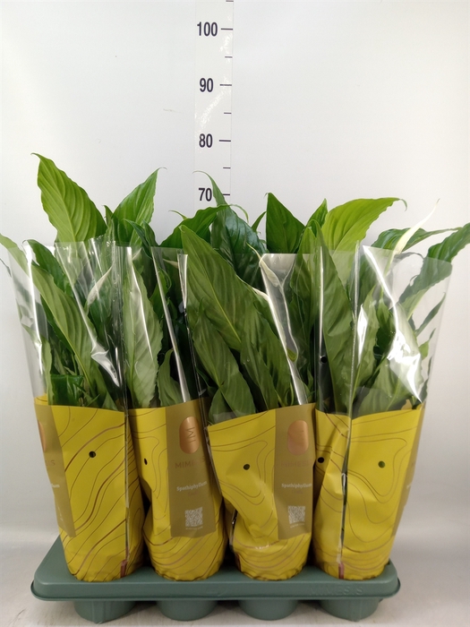 <h4>Spathiphyllum  'Sweet Chico'</h4>