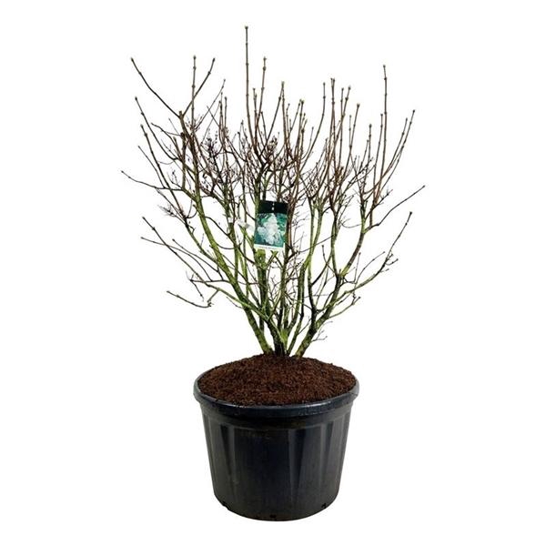 <h4>Syringa v. 'Mme Lemoine'</h4>