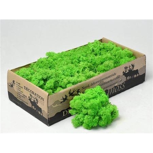 Reindeer Moss Lente Green 500g.