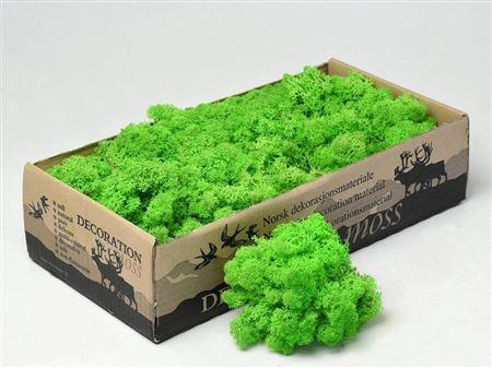 <h4>Reindeer Moss Lente Green 500g.</h4>
