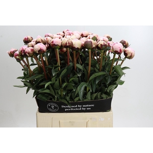 Paeonia Reine Hortense XXL