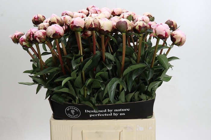 <h4>Paeonia Reine Hortense XXL</h4>