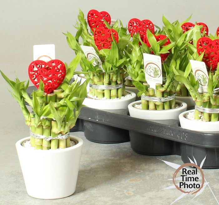 <h4>DRA LUCKY BAMBOO</h4>