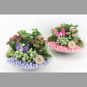 arr2 PL - Glas schaal 27cm - lila/roze