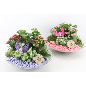 arr2 PL - Glas schaal 27cm - lila/roze