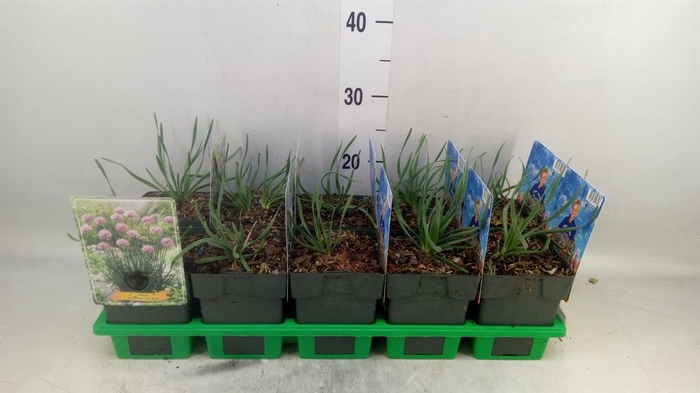 <h4>Allium senescens</h4>