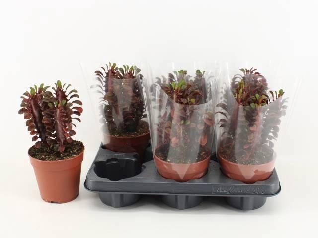 <h4>EUPHOR TRIG RUBRA</h4>