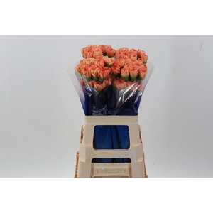 Di St Gobi Orange hi 60cm