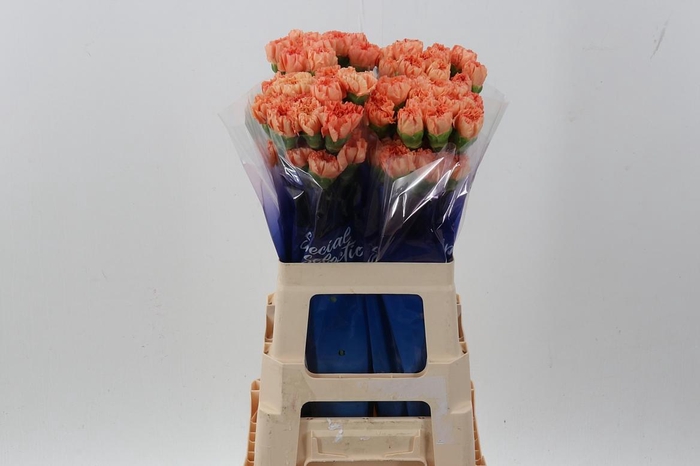 <h4>Di St Gobi Orange hi 60cm</h4>