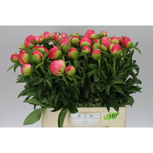 Paeonia Coral Sunset