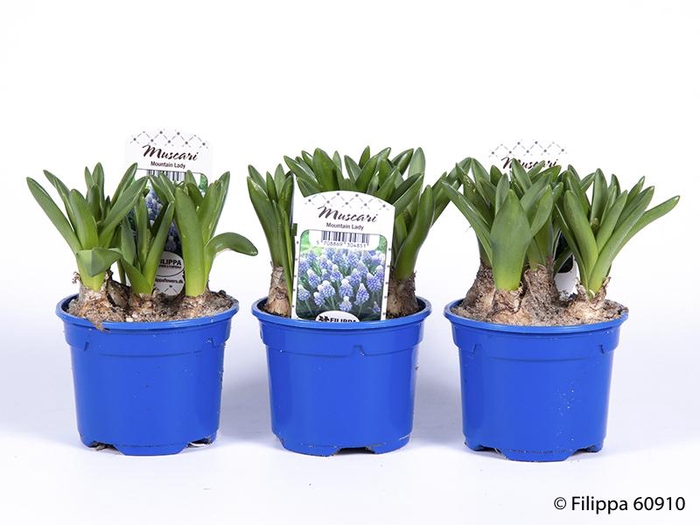 <h4>MUSCARI ARMENIACUM</h4>