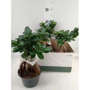 Ficus microcarpa 'Ginseng'