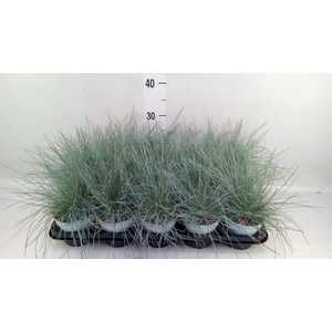 Festuca glauca 'Compacta Blue'