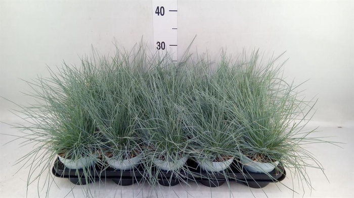 <h4>Festuca glauca 'Compacta Blue'</h4>