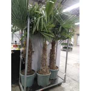 Trachycarpus fortunei