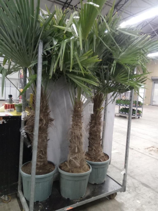 <h4>Trachycarpus fortunei</h4>