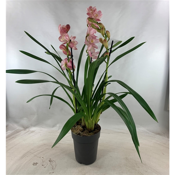 <h4>Cymbidium licht roze 4+ -tak</h4>