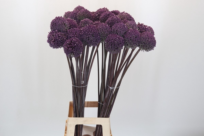 <h4>Allium Summer Drummer</h4>