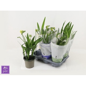 FREESIA OV