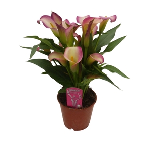Zantedeschia Dynasty