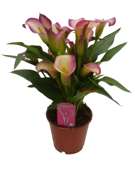 <h4>Zantedeschia Dynasty</h4>