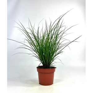 Carex brunnea (groen) p12