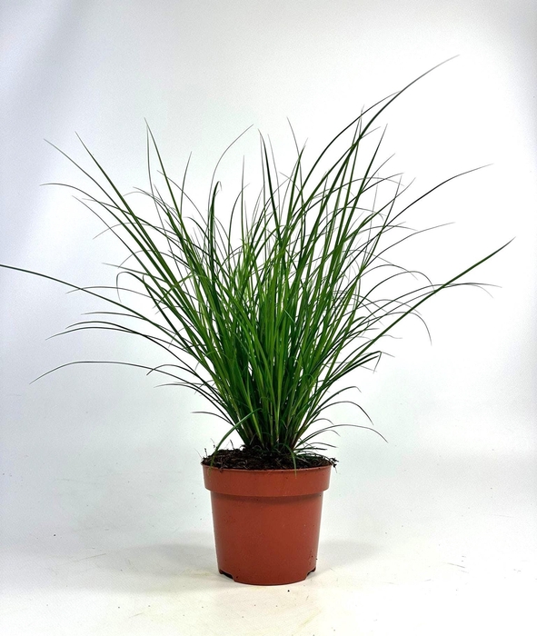 <h4>Carex brunnea (groen) p12</h4>