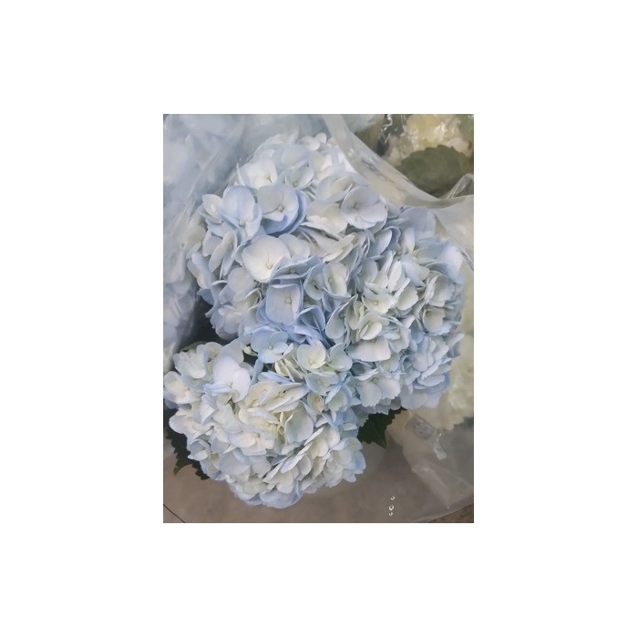 <h4>HYDR TINTED LIGHT BLUE</h4>