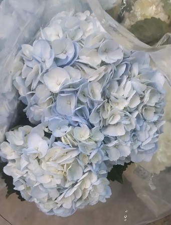 <h4>HYDR TINTED LIGHT BLUE</h4>
