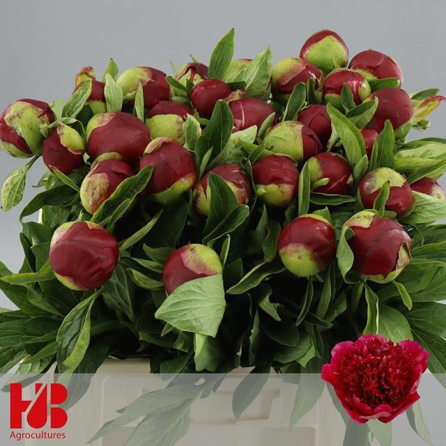 <h4>PAEO RED CHARM</h4>